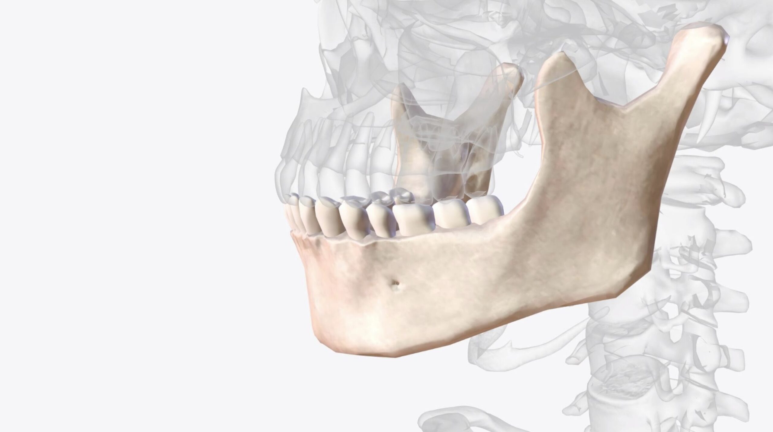 Jaw Diagram